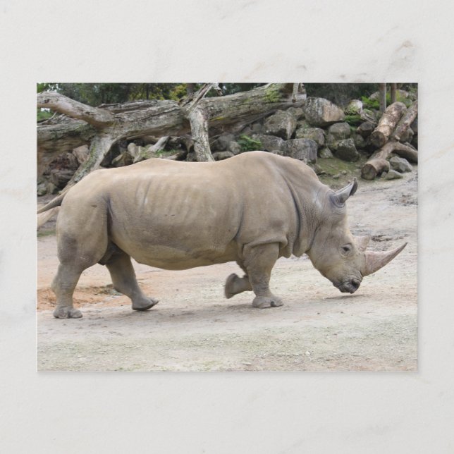 Rhinoceros on the run @ Auckland Zoo Postcard (Front)