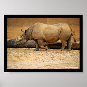 Rhinoceros Portrait Poster