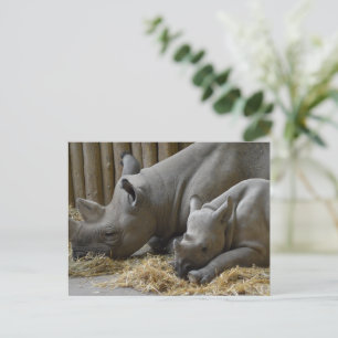 Rhinoceros   postcard