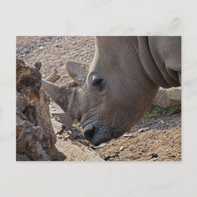 Rhinoceros Postcard (Front)