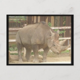 Rhinoceros Postcard