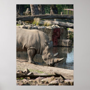 Rhinoceros Poster