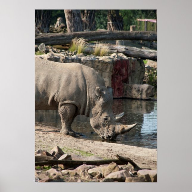 Rhinoceros Poster (Front)