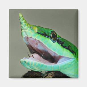 Rhinoceros Snake Magnet
