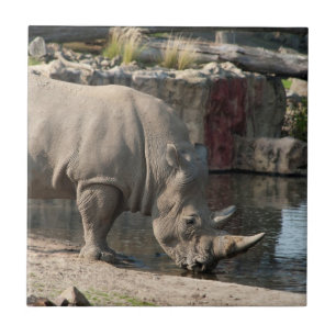 Rhinoceros Tile