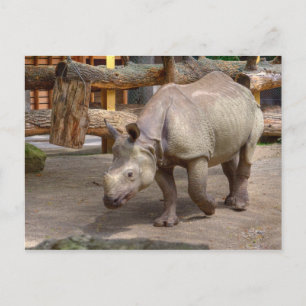 Rhinoceros unicornis postcard