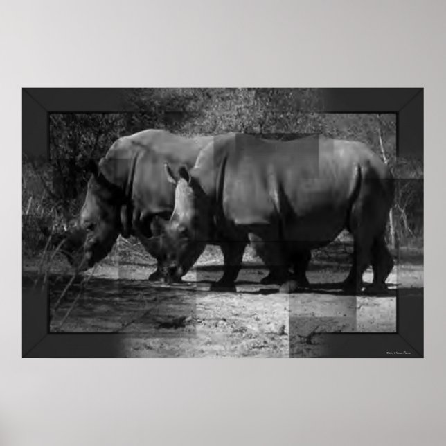 Rhinoceroses Print (Front)