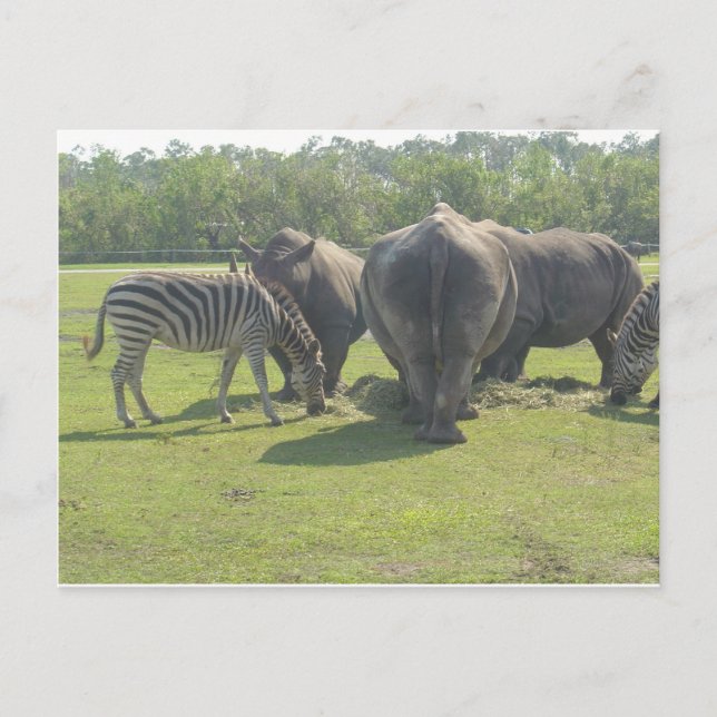 Rhinos & Zebra Chowing Down Postcard (Front)