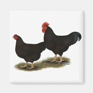 Rhode Island Red Bantams Magnet