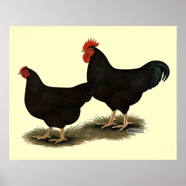 Rhode Island Red Bantams Poster (Front)