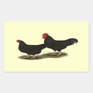 Rhode Island Red Bantams Sticker