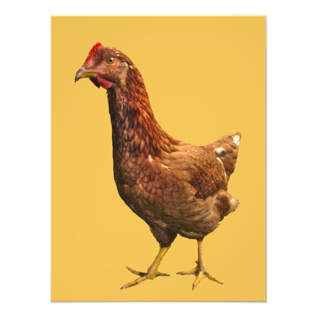 Rhode Island Red Hen Chicken Photo Print (Front)