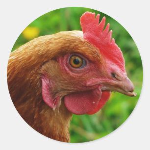 Rhode Island Red Hen Classic Round Sticker