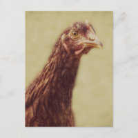Rhode Island Red Pullet - Chicken Picture