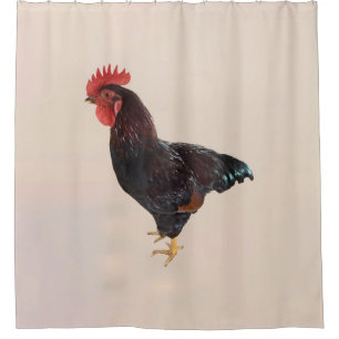 Rhode Island Red Rooster