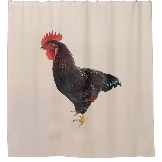 Rhode Island Red Rooster (Front)