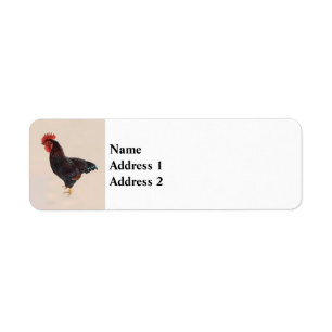 Rhode Island Red Rooster