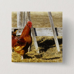 Rhode Island Red Rooster 2 Inch Square Button