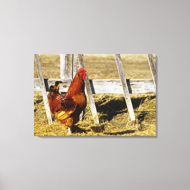 Rhode Island Red Rooster Canvas Print (Front)