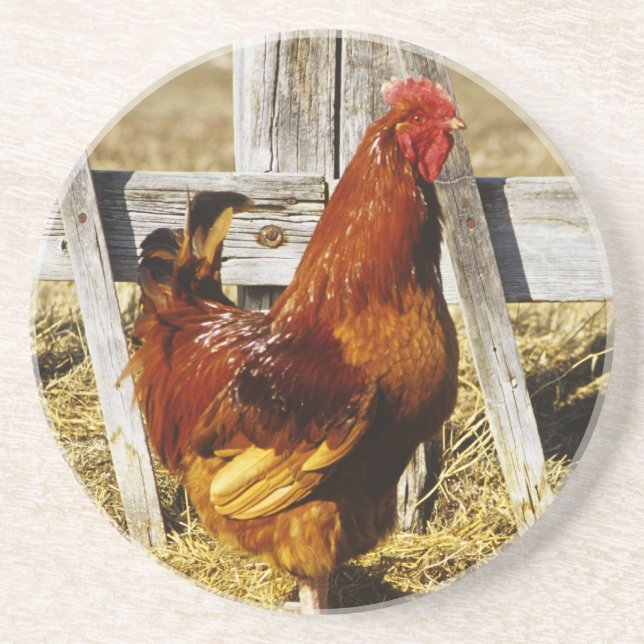 Rhode Island Red Rooster Coaster (Front)