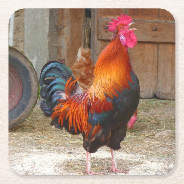 Rhode Island Red Rooster Crowing in Barnyard Square Paper Coaster (Front)