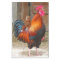 Rhode Island Red Rooster Crowing in Barnyard