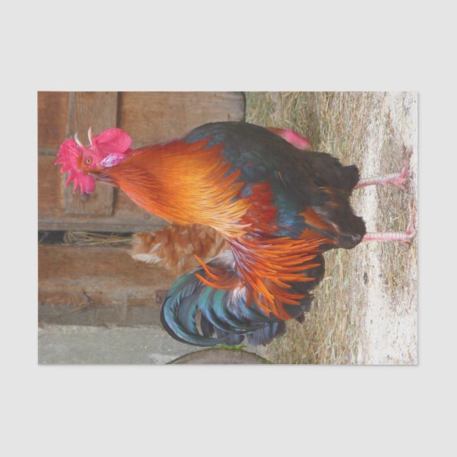 Rhode Island Red Rooster Crowing in Barnyard Tissue Paper (Front)