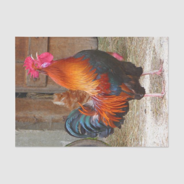 Rhode Island Red Rooster Crowing in Barnyard Tissue Paper (Front)