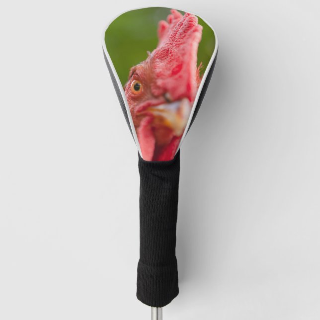Rhode Island Red Rooster Golf Head Cover (Front)