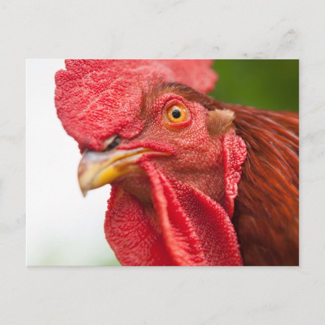 Rhode Island Red Rooster Postcard (Front)