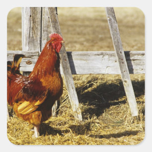 Rhode Island Red Rooster Square Sticker