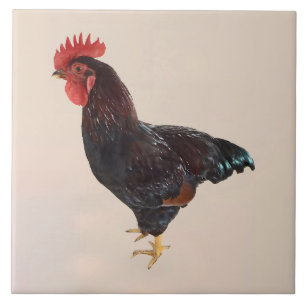 Rhode Island Red Rooster Tile