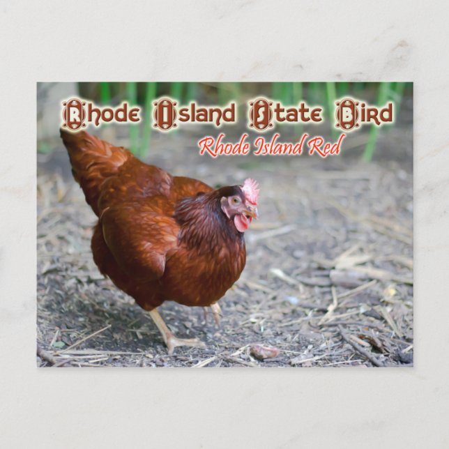 Rhode Island State Bird: Rhode Island Red Postcard (Front)