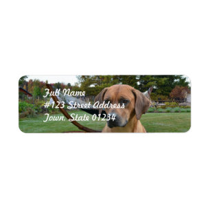 Rhodesian mignon Ridgeback