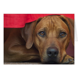 rhodesian-ridgeback