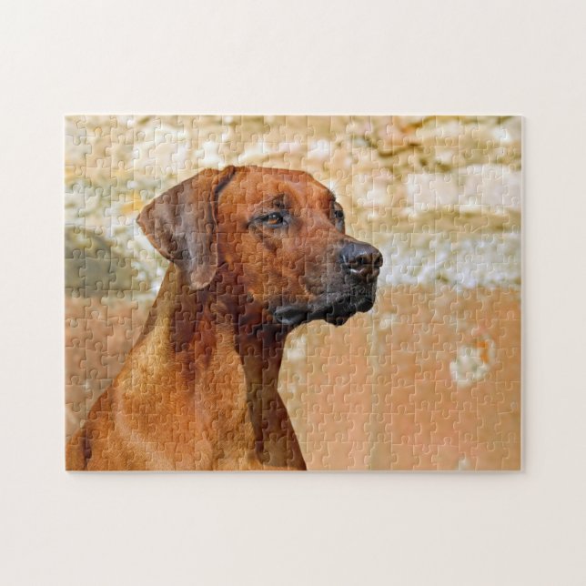 Rhodesian Ridgeback Dog Gazing Eyes Jigsaw Puzzle (Horizontal)