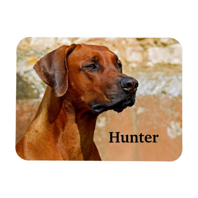 Rhodesian Ridgeback Dog Magnet (Horizontal)