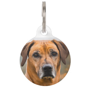 Rhodesian Ridgeback Dog. Pet Tag