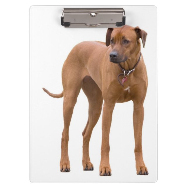 Rhodesian Ridgeback / Dog Photo Clipboard (Front)