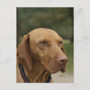 Rhodesian Ridgeback Dog Postcard