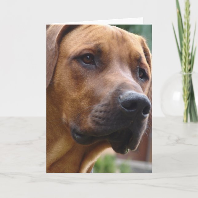 Rhodesian Ridgeback Greeting Card (Front)