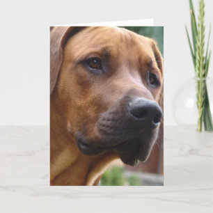 Rhodesian Ridgeback Greeting Card