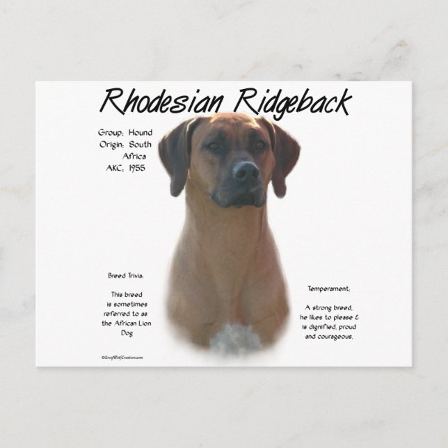 Rhodesian Ridgeback History Design Postcard (Front)