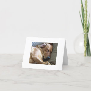 Rhodesian Ridgeback Labrador Dog Mix Card