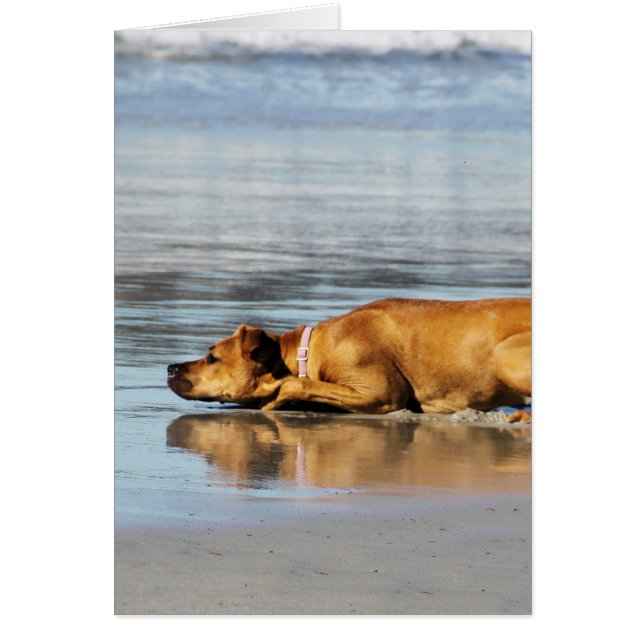 Rhodesian Ridgeback - l'eau est-elle froide ? (Devant)