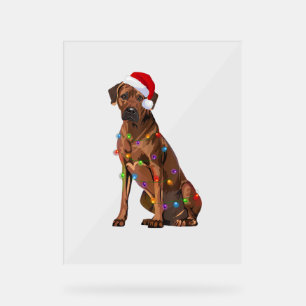 Rhodesian Ridgeback Noël Lumières Noël Chien de No
