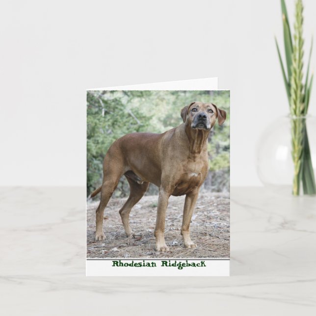 Rhodesian Ridgeback Notecards (Front)