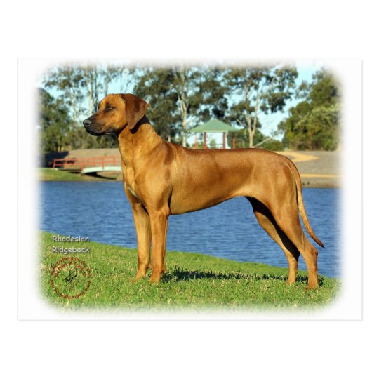 Rhodesian Ridgeback Postcard