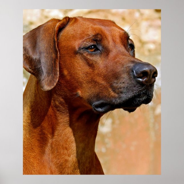 Rhodesian ridgeback poster (Front)