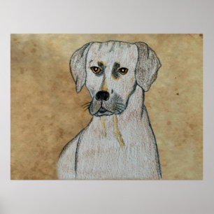 Rhodesian Ridgeback Poster